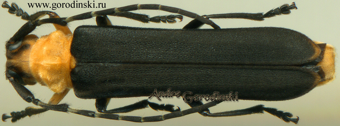 http://www.gorodinski.ru/cerambyx/Linda fasciculata.jpg